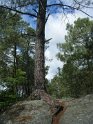 2014-06-05 11-04-54 Foret de Fontainebleau VGa